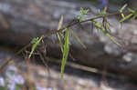 Willowleaf aster